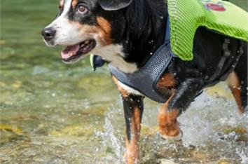 Schwimmweste L für Hunde