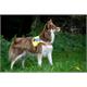 Gilet lumineux chien LED S | Bild 2